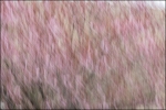 Carol_ICM_1