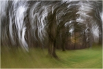 WDarress-ICM-OLD-Hyde-Park-Tree-Swirl