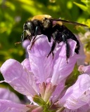 a_C32-Lilyklima-B1-Eastern-Carpenter-Bee-Pollinating