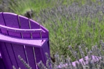 Donnacusack-Summer-LavenderFieldsCalverton2