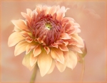 jderosa-Summer-photos-Dahlia-Time