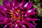 jeff-G-dahlia-show-2