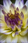 jeff-G.-dahlia-show-3-